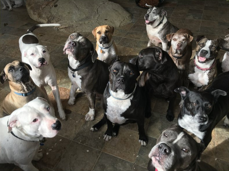The real rescued dogs of PR Pit Bull River Rescue gathered together