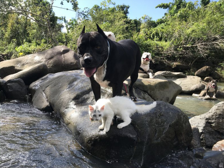 Original rescue photograph of Ramsey & Bluie