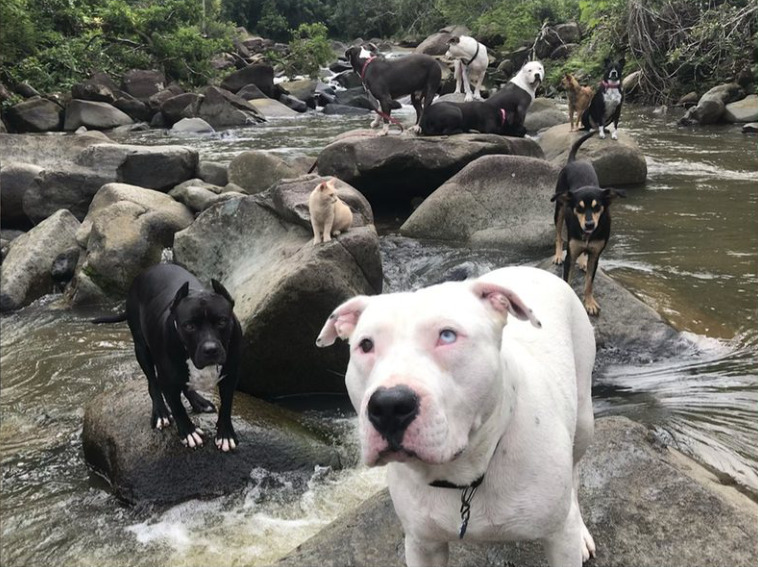 Original rescue photograph of Sage and the river pack